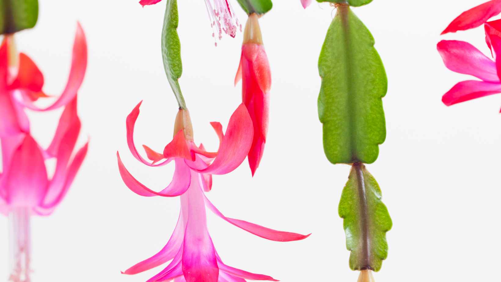 The History of The Christmas cactus